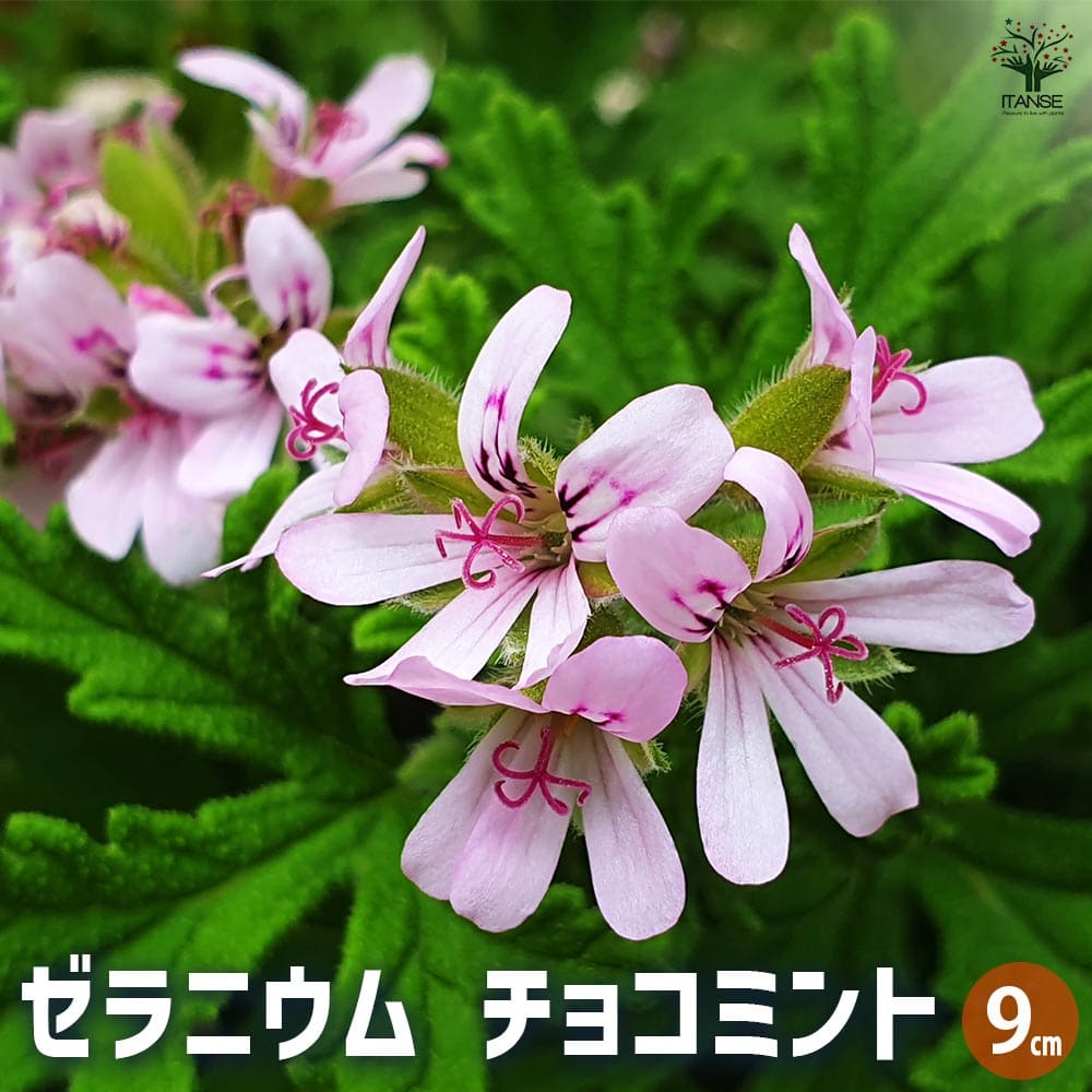 ゼラニウム チョコミント 【ハーブの苗 9cmポット】
