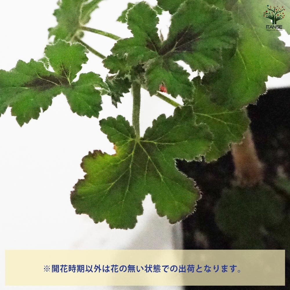 ゼラニウム チョコミント 【ハーブの苗 9cmポット】