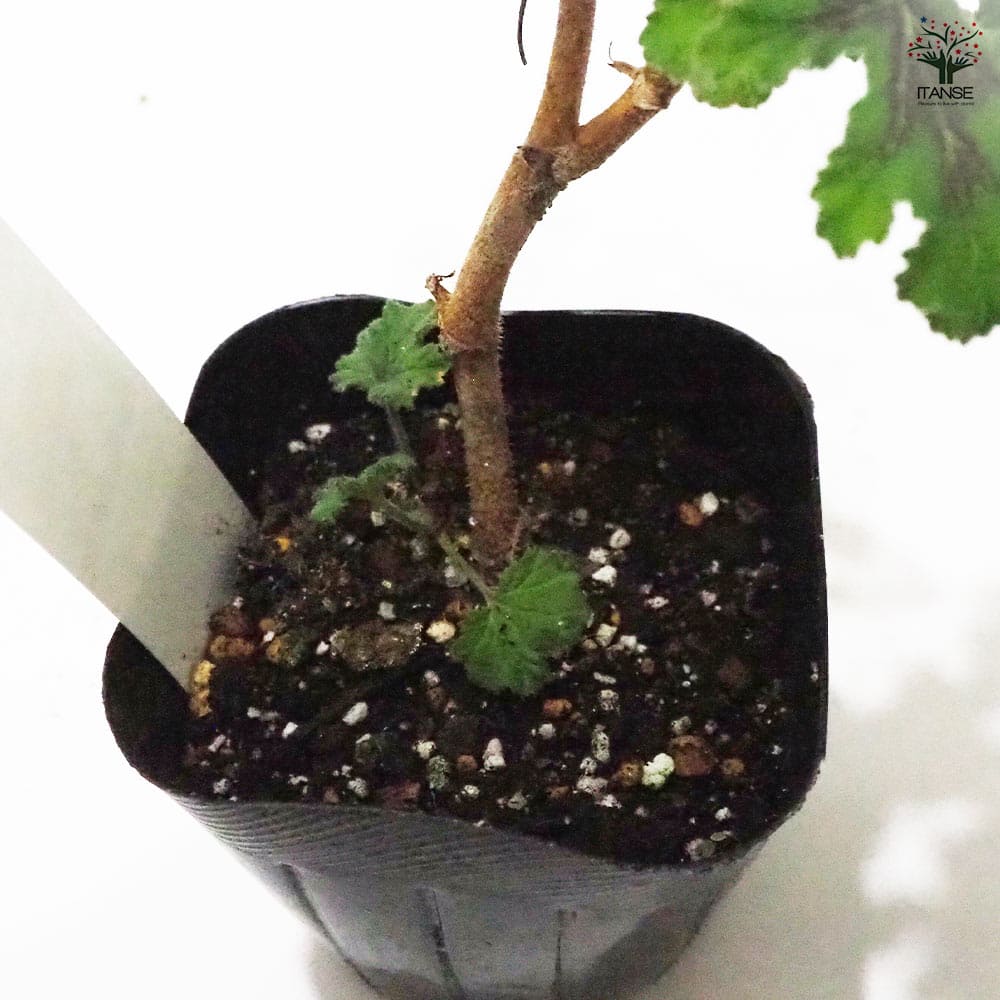 ゼラニウム チョコミント 【ハーブの苗 9cmポット】