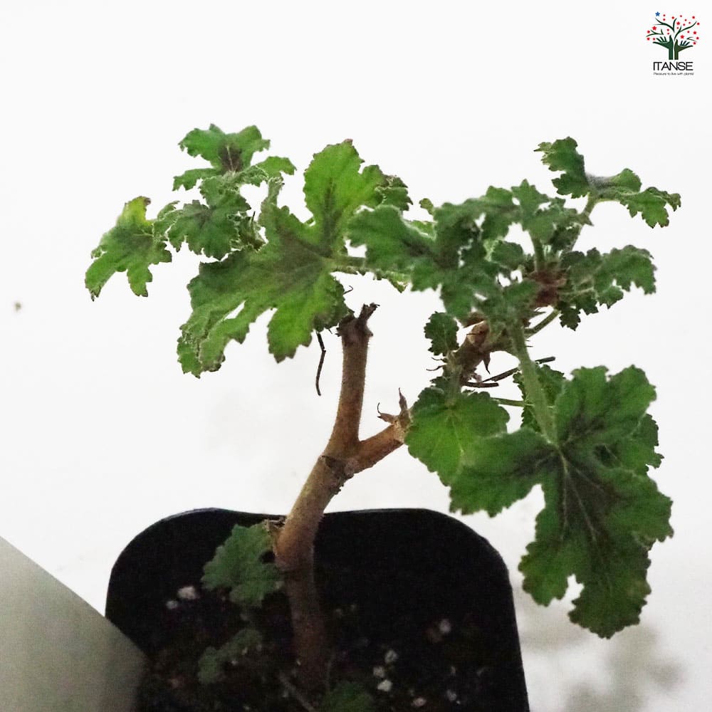 ゼラニウム チョコミント 【ハーブの苗 9cmポット】