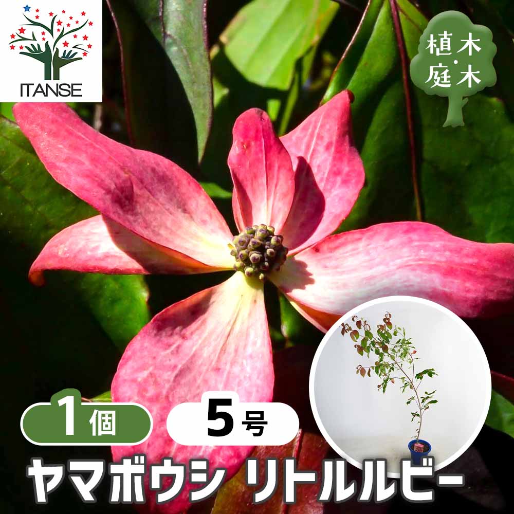 ヤマボウシ リトルルビー【庭木 5号 苗木／1個売り】｜ 【植物の