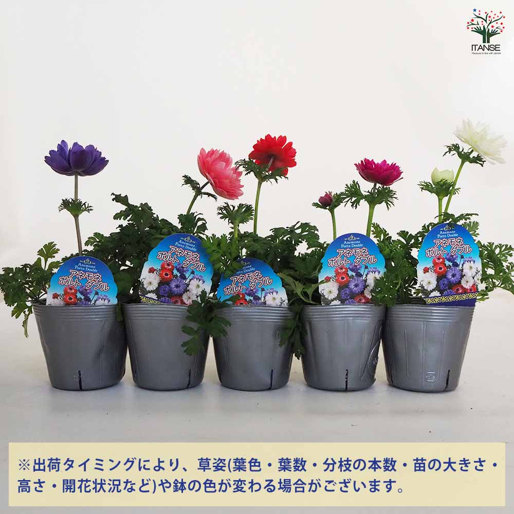 アネモネ ポルトダブル ブルー 【花苗 3.5号】｜ 【植物のITANSE