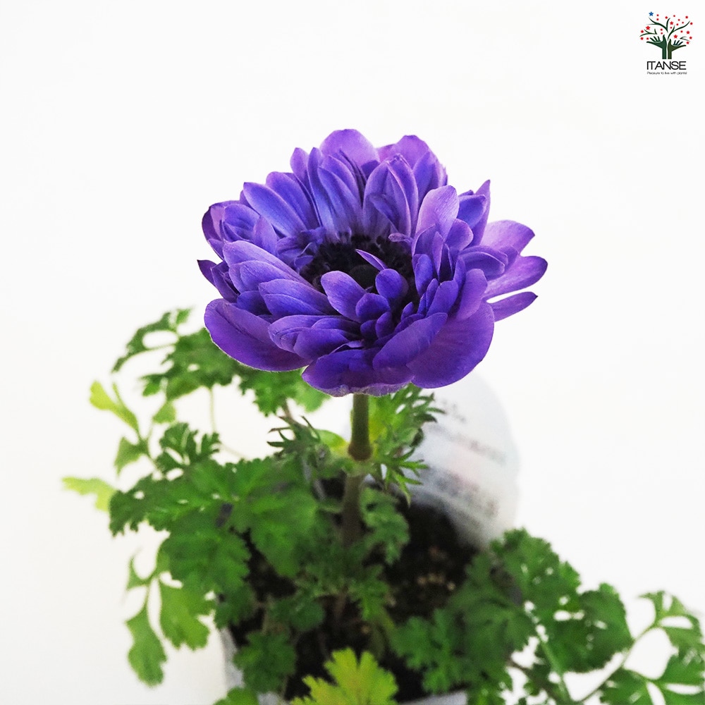 アネモネ ポルトダブル ブルー 【花苗 3.5号】｜ 【植物のITANSE