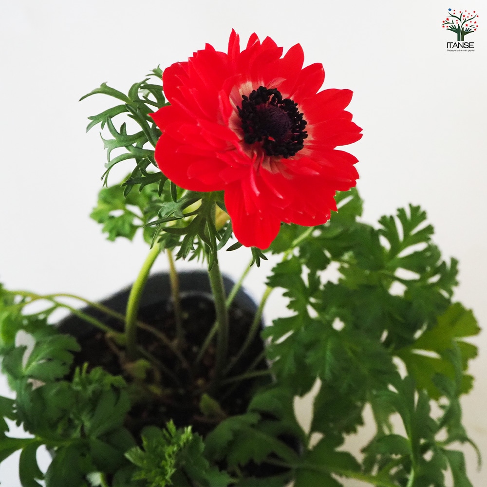 アネモネ・ポルト 2年生株のプレミアム八重咲きアネモネ・ポルトダブル「ブルー」(3.5号