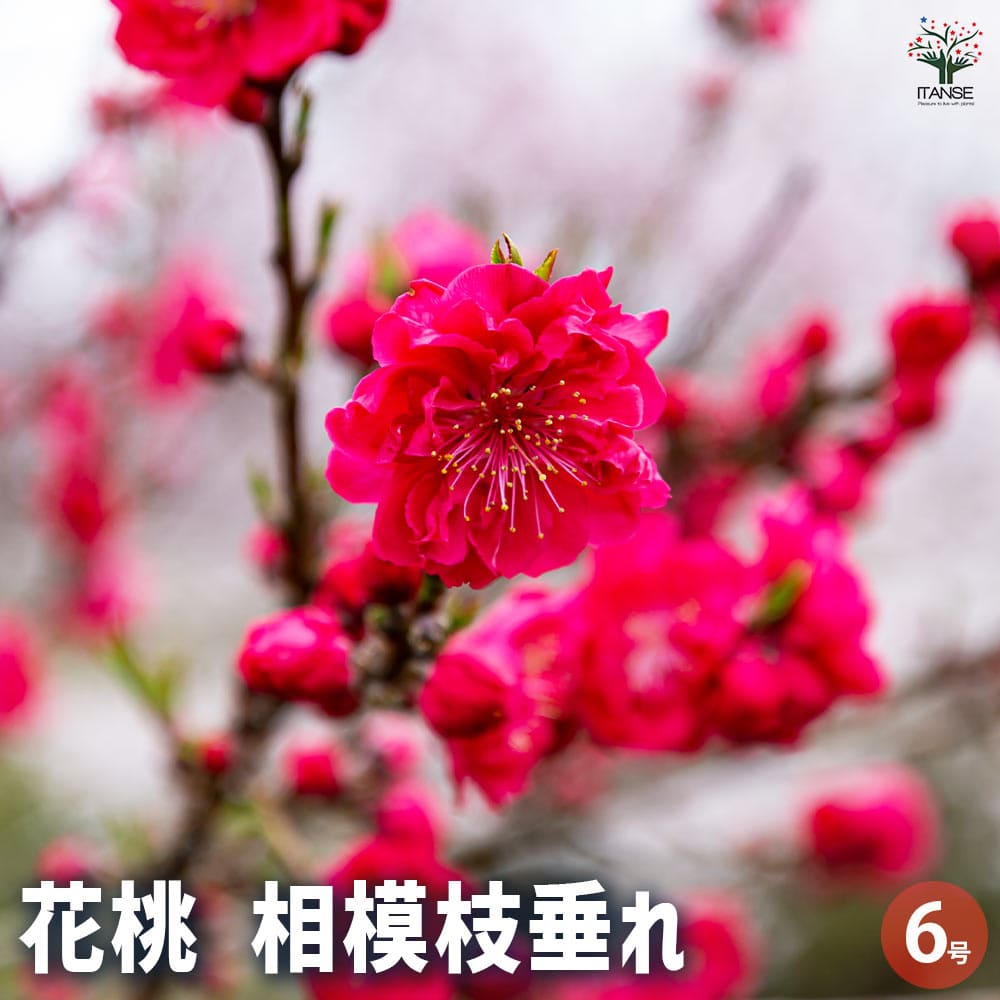 枝垂れ桃　(購入欄専用です) 楽天市場】2025年4月下旬頃から5月に開花咲き分けしだれ桃 源平