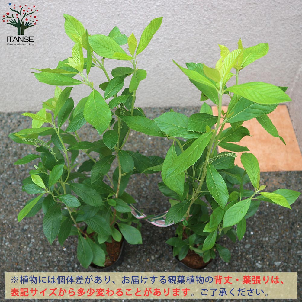 アメリカリョウブ ピンクスパイヤー 花木苗【庭木 4.5号ポット