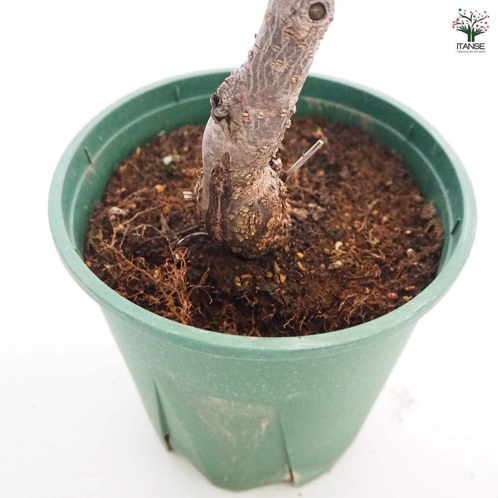 花桃の苗木 相模枝垂れ 【花木苗 6号／1個売り】｜ 【植物の