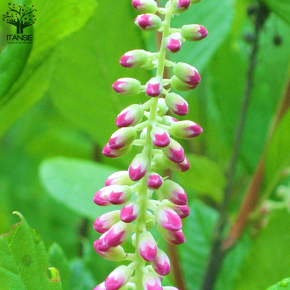 Itanse良品ｾﾚｸﾄ通販