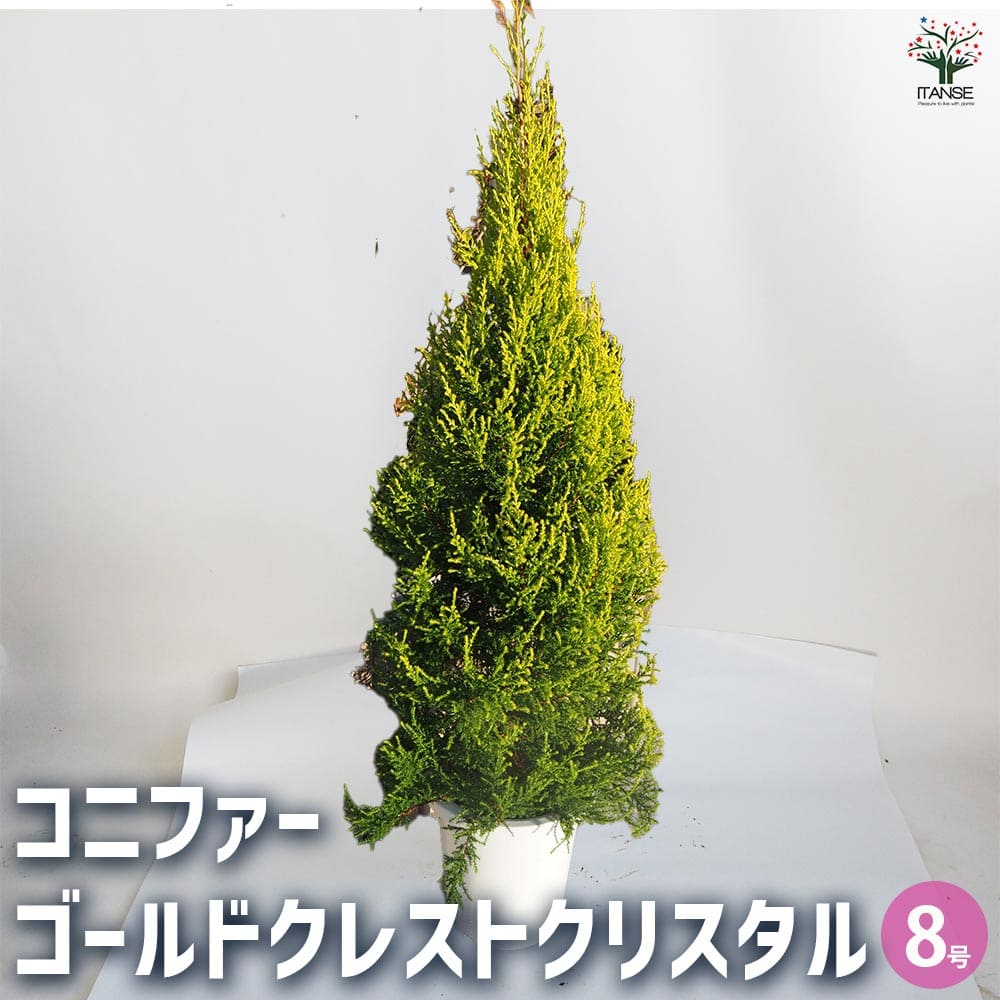 コニファー ゴールドクレストクリスタル 【庭木 8号鉢／1個売り