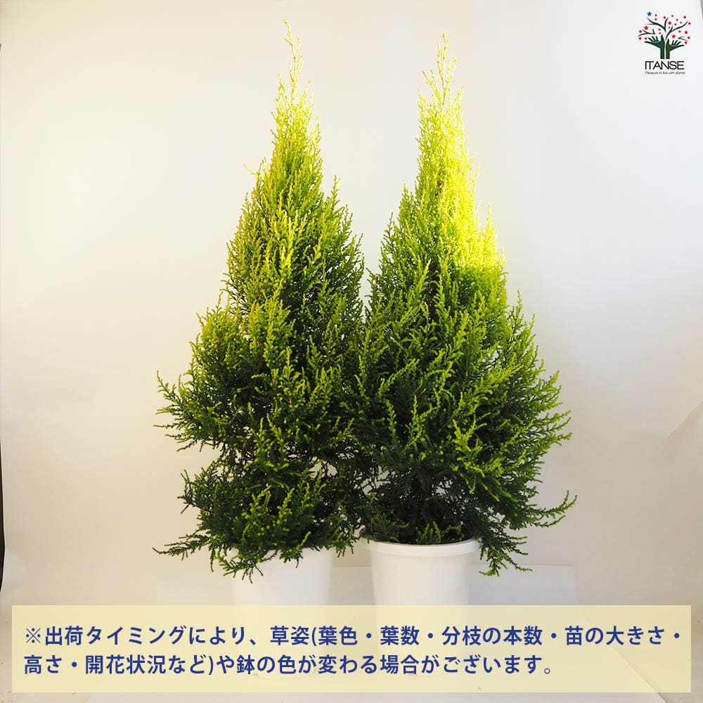 コニファー ゴールドクレストクリスタル 【庭木 8号鉢／1個売り