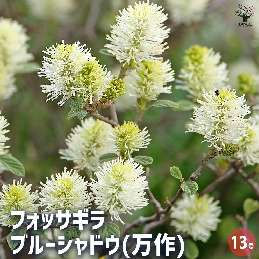 フォッサギラ ブルーシャドウ(万作) 【花木苗 13号／1個売り