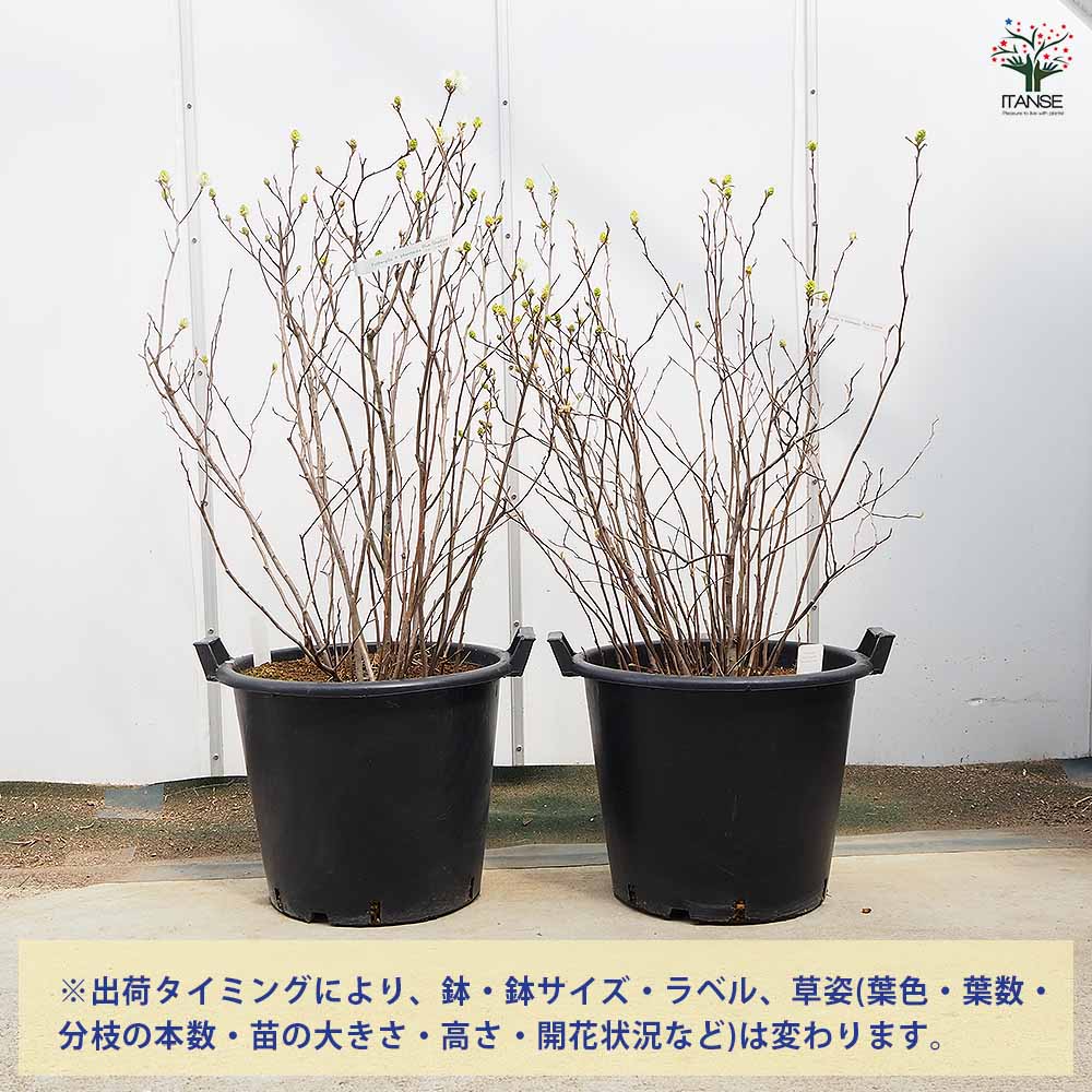 フォッサギラ ブルーシャドウ(万作) 【花木苗 13号／1個売り