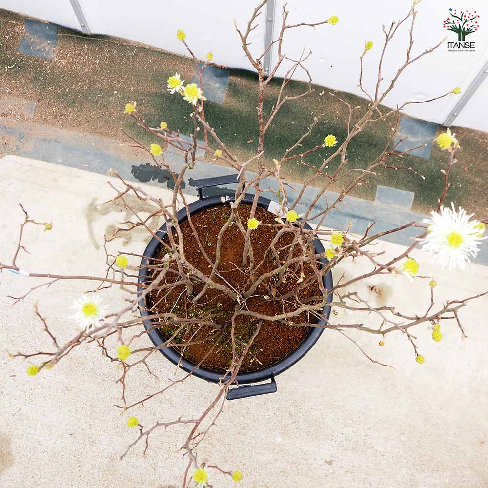フォッサギラ ブルーシャドウ(万作) 【花木苗 13号／1個売り