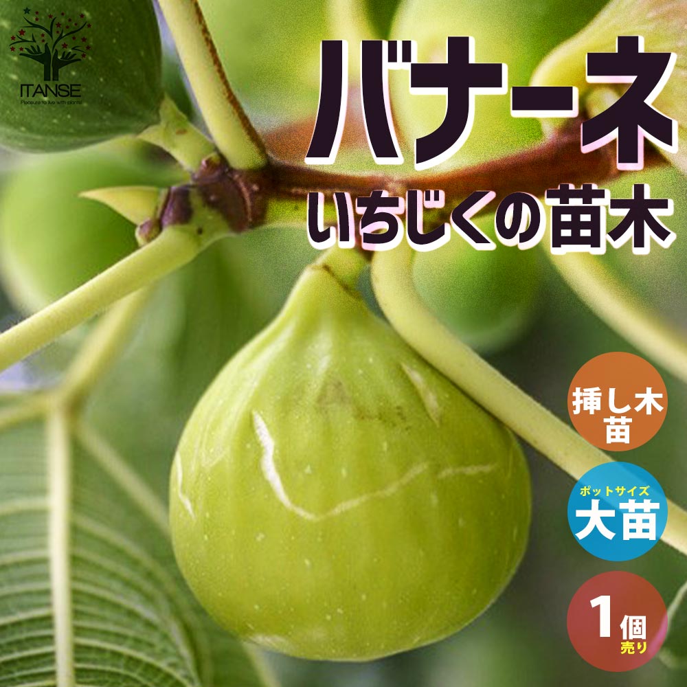 イチジクの苗木 バナーネ【果樹の苗木 12～15cmポット 1年生 挿木苗／1