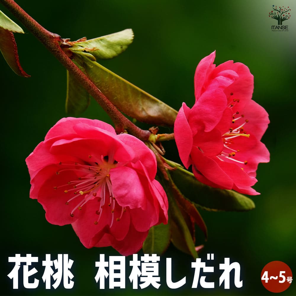 花桃の苗木 花桃 相模しだれ 【花木苗 4～5号／1個売り】｜ 【植物の