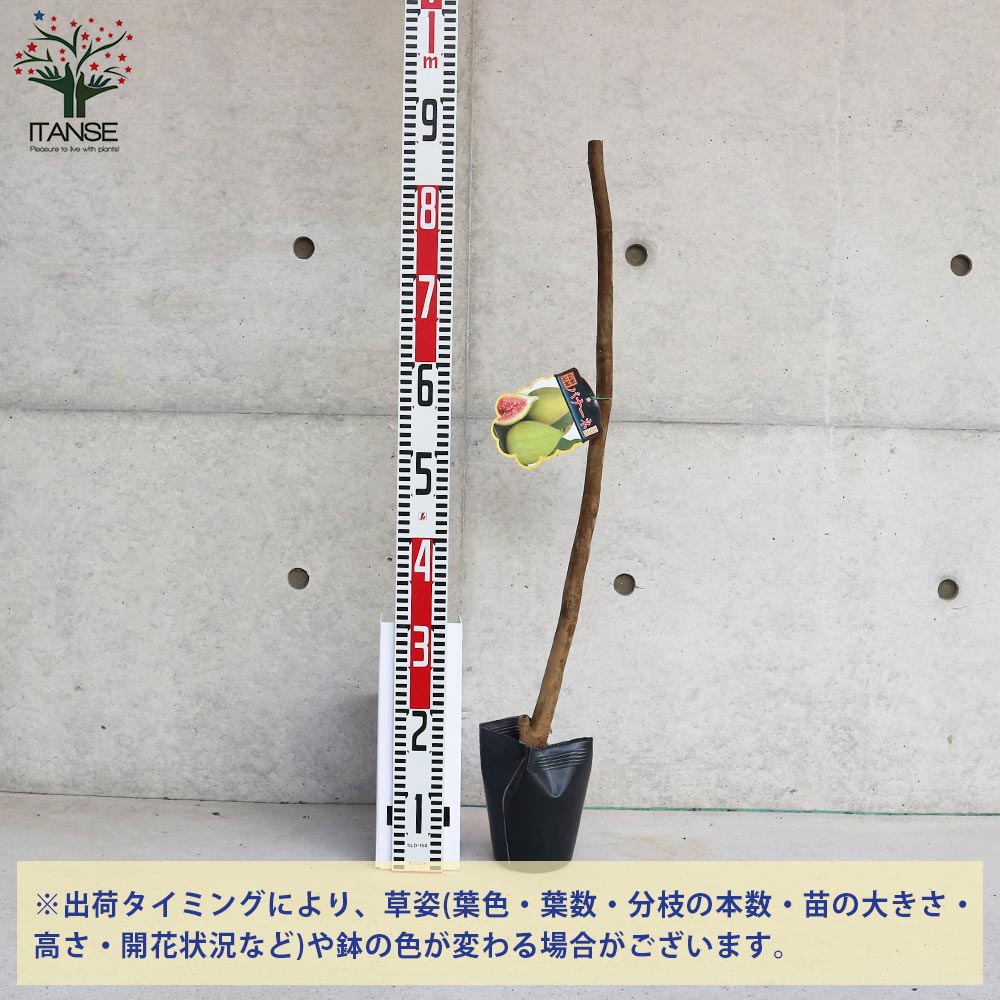イチジクの苗木 バナーネ【果樹苗／12～15cmポット挿木苗／1個売り】