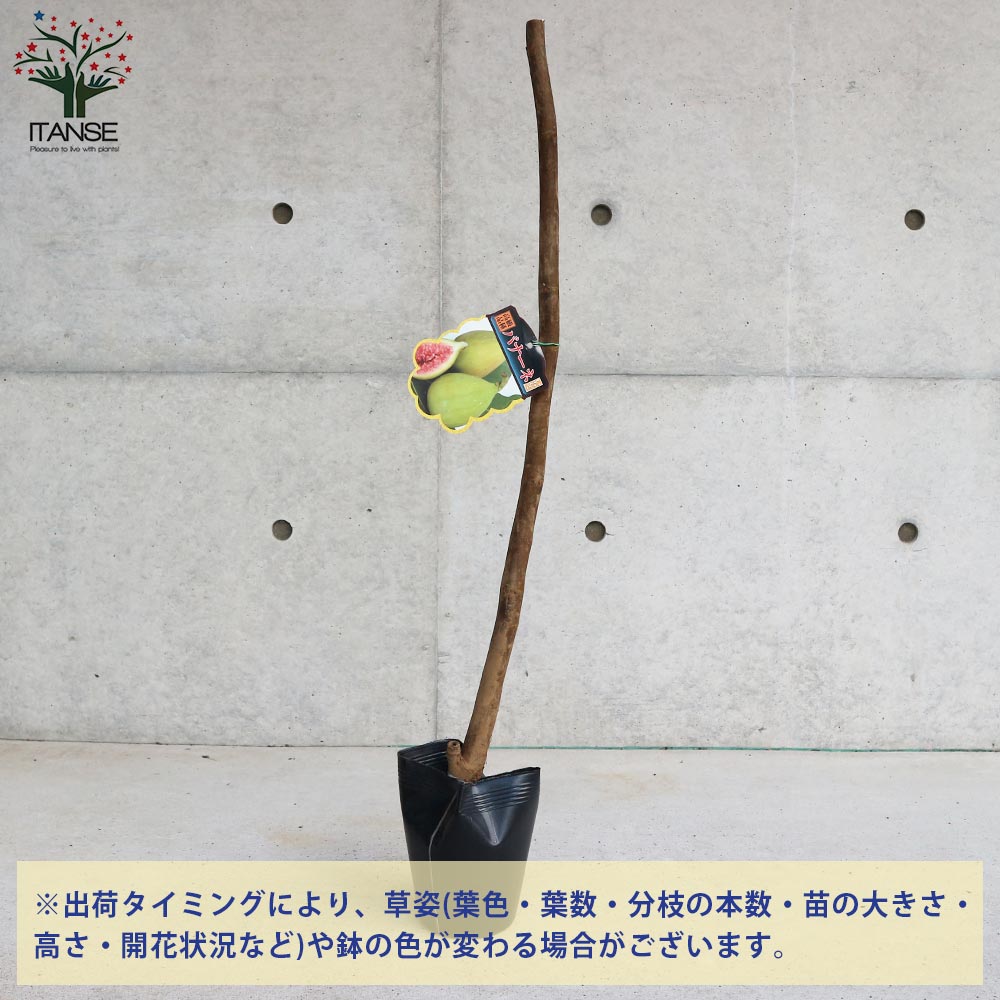 イチジクの苗木 バナーネ【果樹苗／12～15cmポット挿木苗／1個売り】