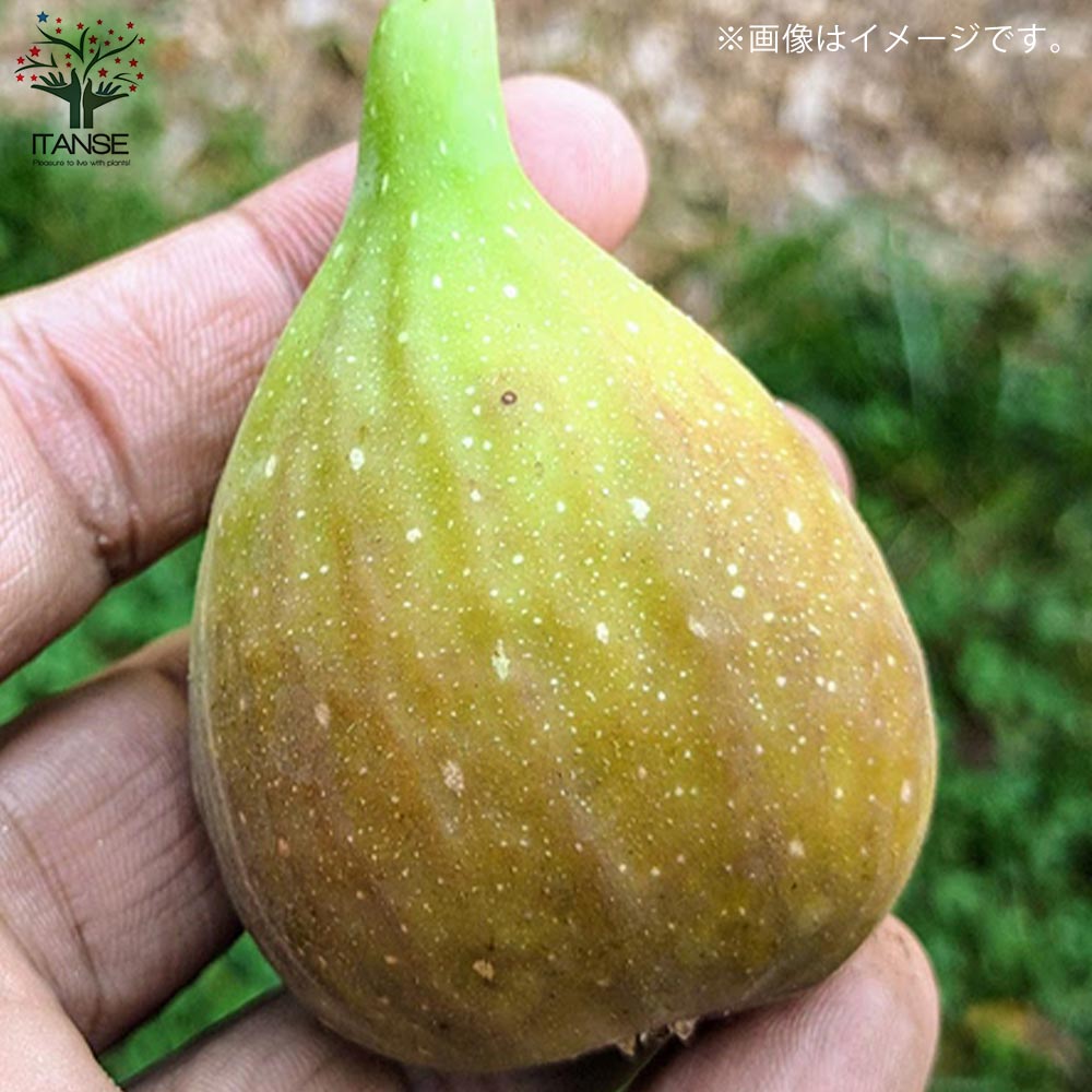 イチジクの苗木 バナーネ【果樹の苗木 12～15cmポット 1年生 挿木苗／1