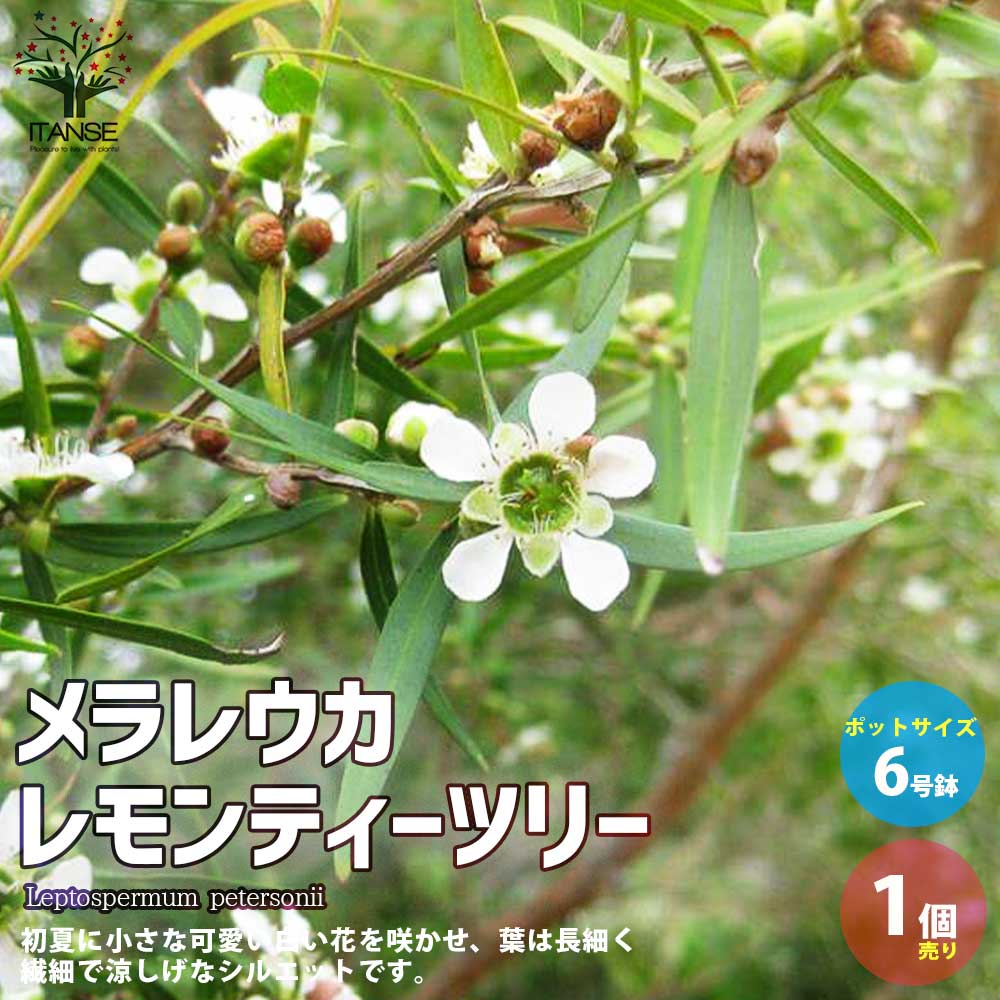 【マオマオ】レモンティーツリー高さ100㎝メディカルティーツリー高さ60㎝ マオマオ】レモンティーツリー高さ100㎝メディカルティーツリー