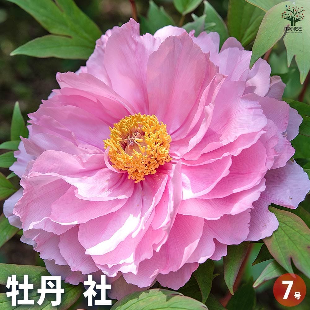 牡丹様♡ 牡丹 社 【花苗 7号／1個売り】｜ 【植物のITANSE】全品送料無料