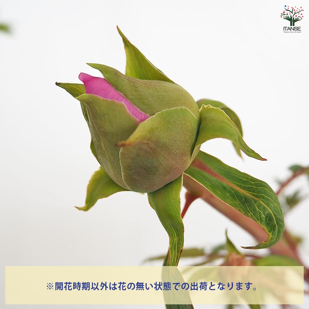 牡丹 社 【花苗 7号／1個売り】｜ 【植物のITANSE】全品送料無料