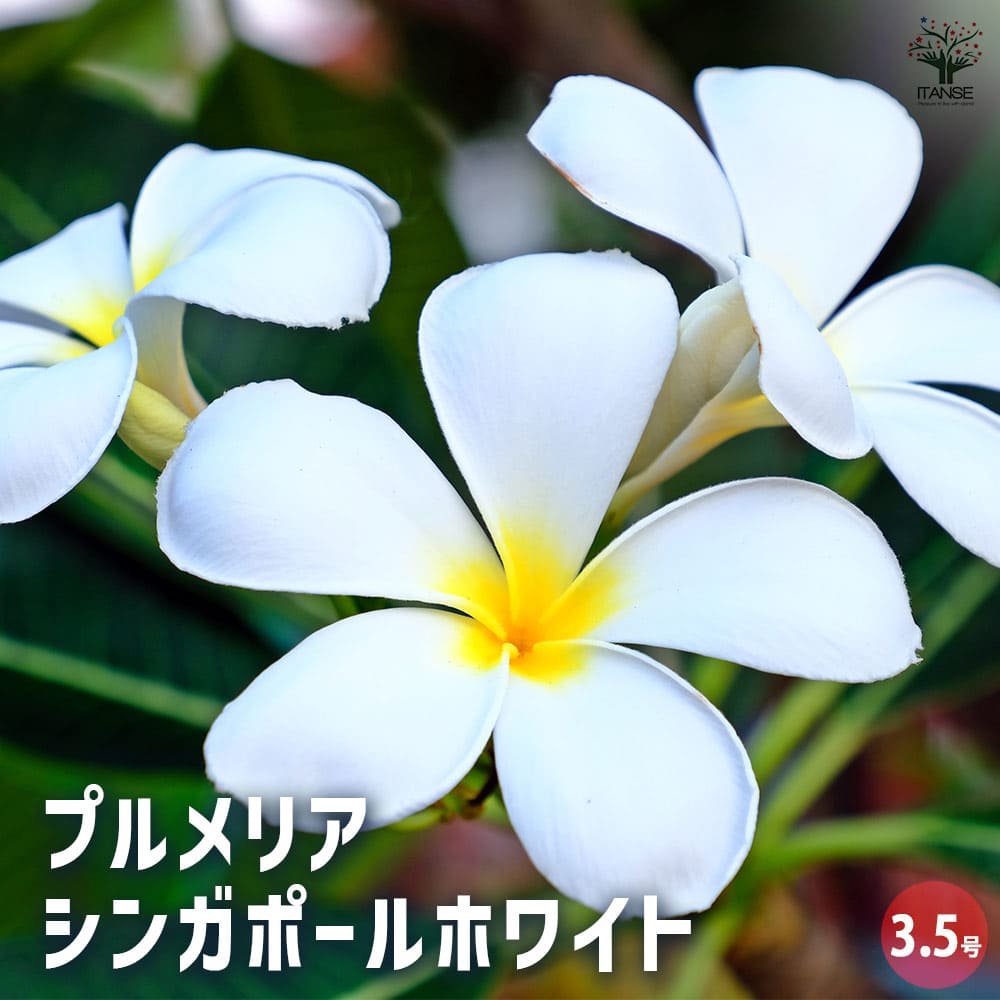 プルメリア苗木 シンガポールホワイト 【花木苗 3.5号