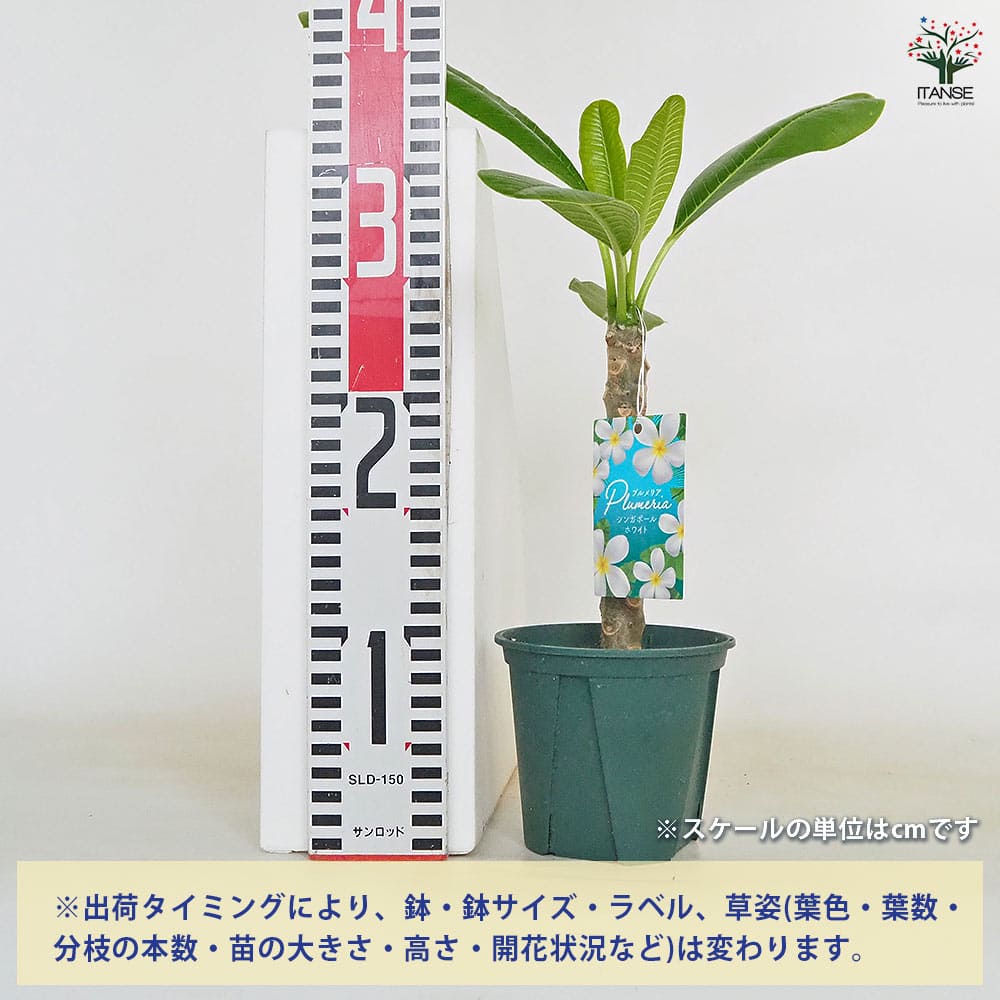 プルメリア苗木 シンガポールホワイト 【花木苗 3.5号】