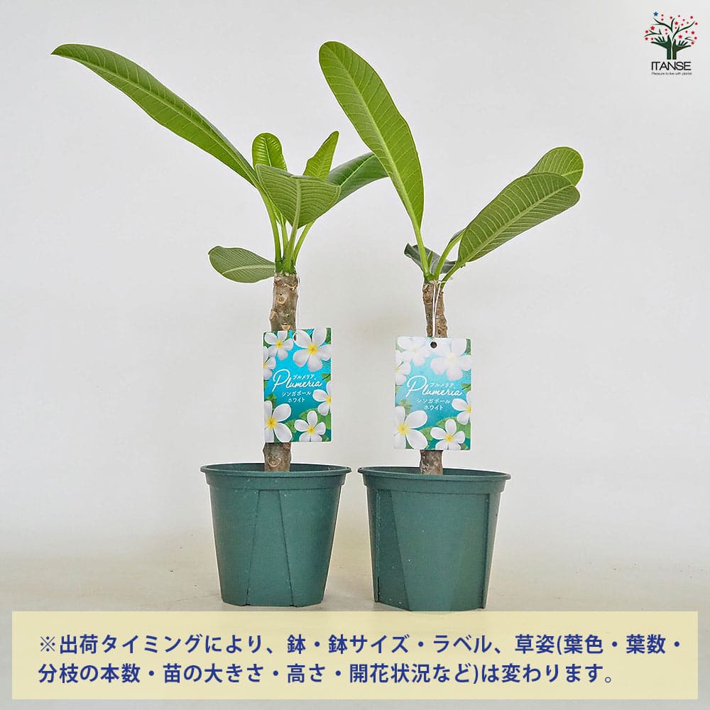 プルメリア枝苗 プルメリア枝苗