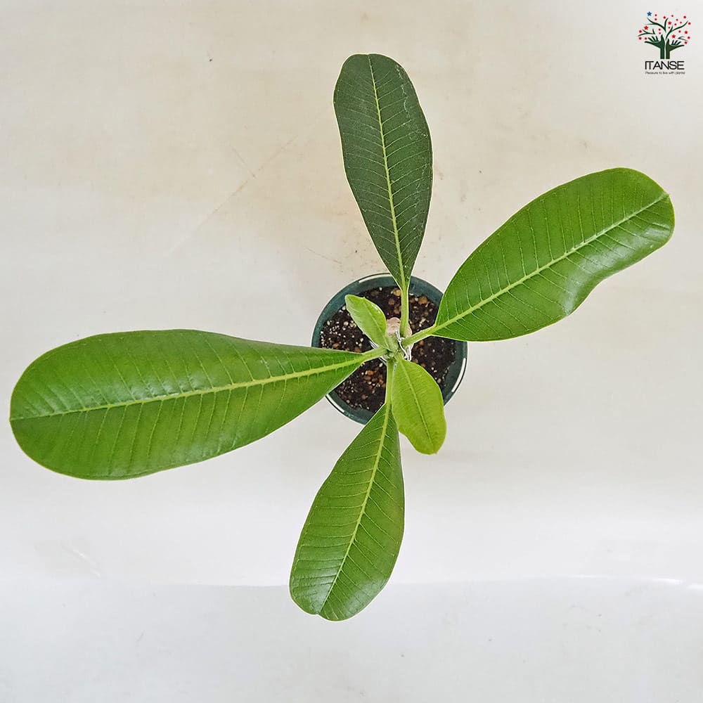 プルメリア苗木 シンガポールホワイト 【花木苗 3.5号