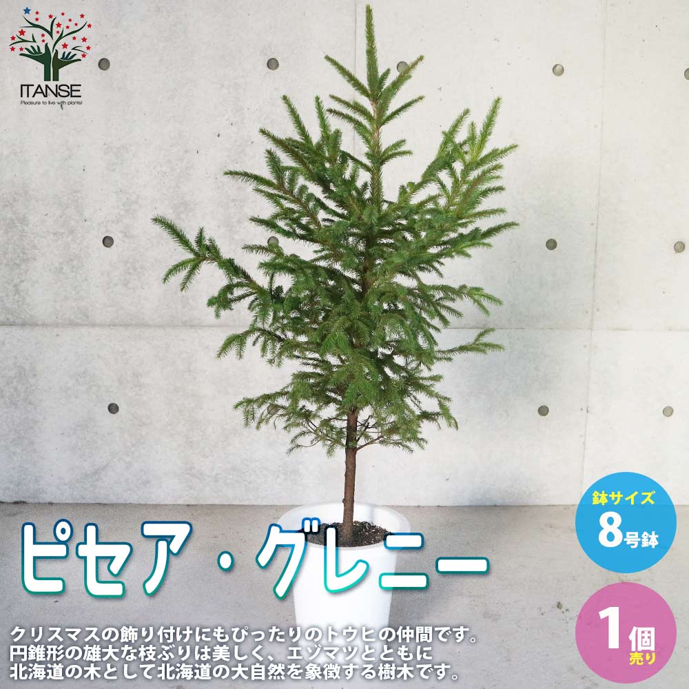 ピセア・グレニー (アカエゾマツ)【庭木 8号 大苗 庭園樹木／1個売り】