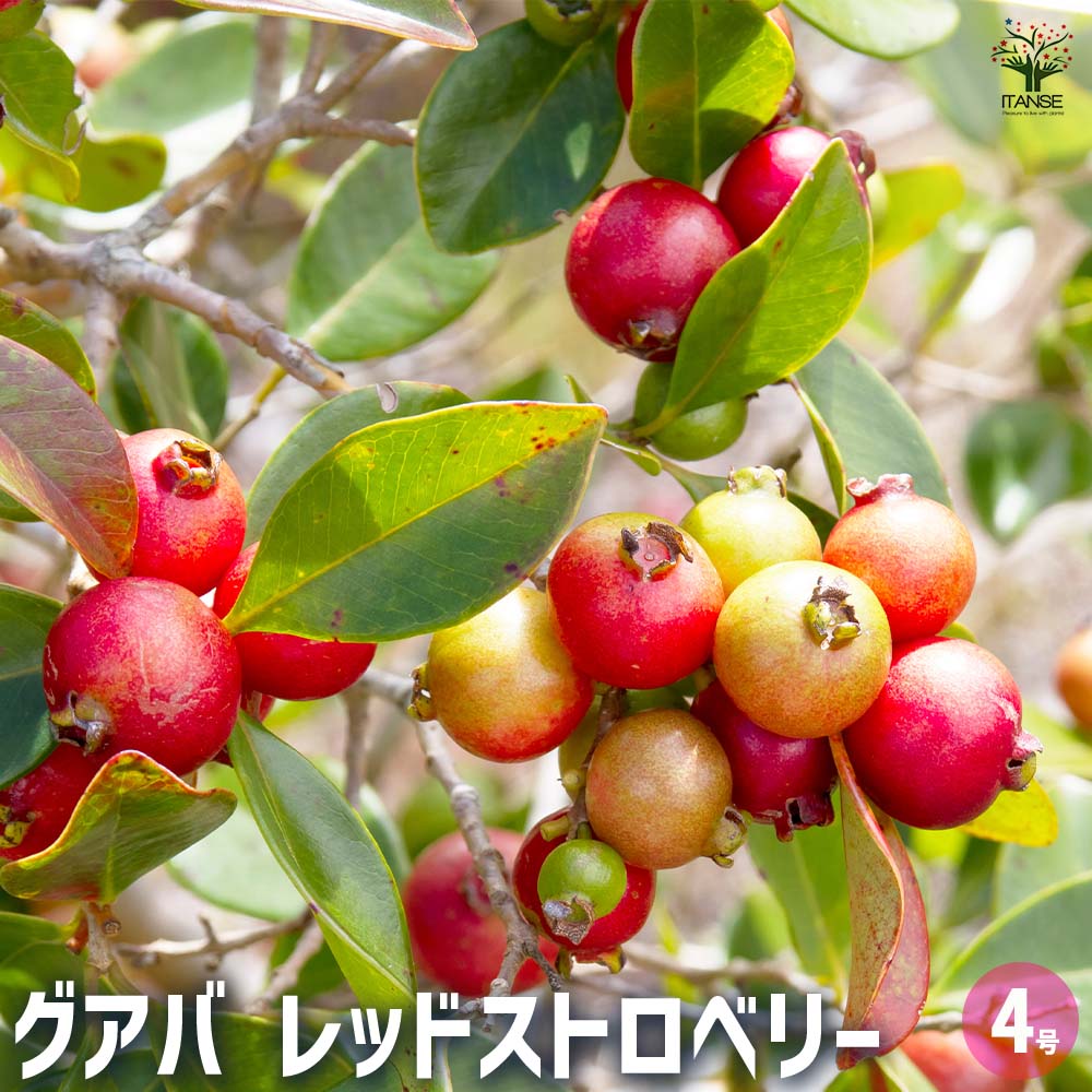 ストロベリーグァバ 苗 果実・植物・フルーツ・果樹 グアバの苗木 レッドストロベリー 【果樹の苗 4号/1個売り