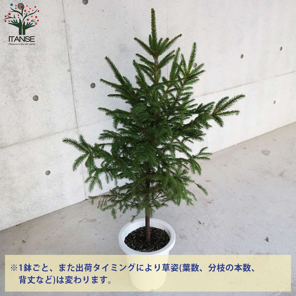 ピセア・グレニー (アカエゾマツ)【庭木 8号 大苗 庭園樹木／1個売り】