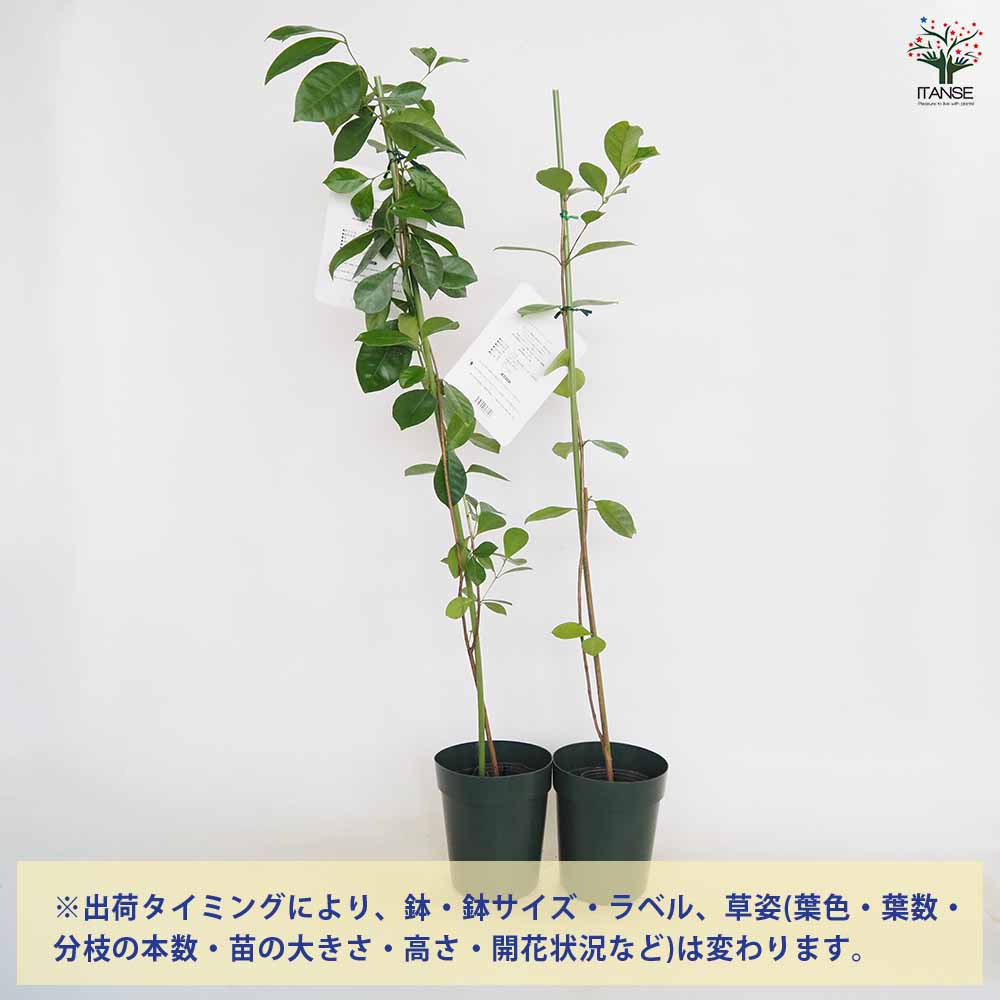 グアバの苗木 レッドストロベリー 【果樹の苗 4号／1個売り】｜ 【植物