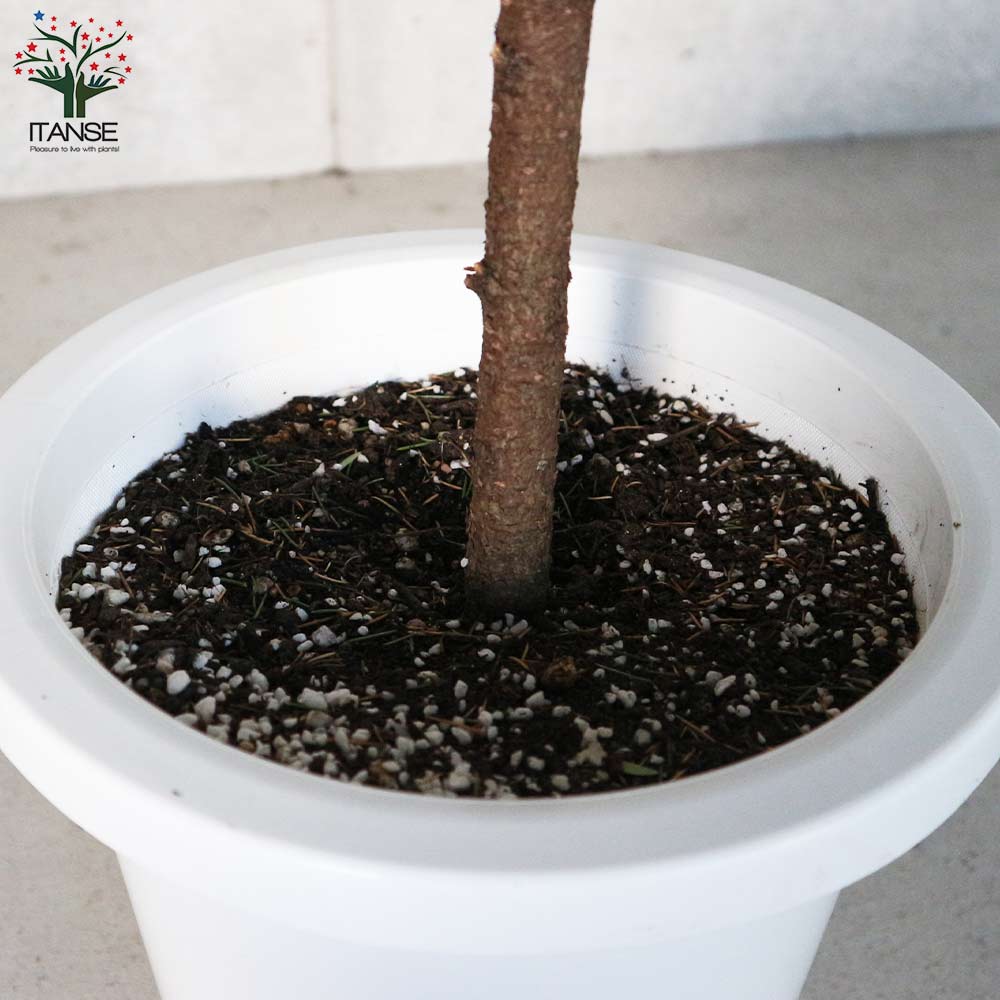 ピセア・グレニー (アカエゾマツ)【庭木 8号 大苗 庭園樹木／1個売り】