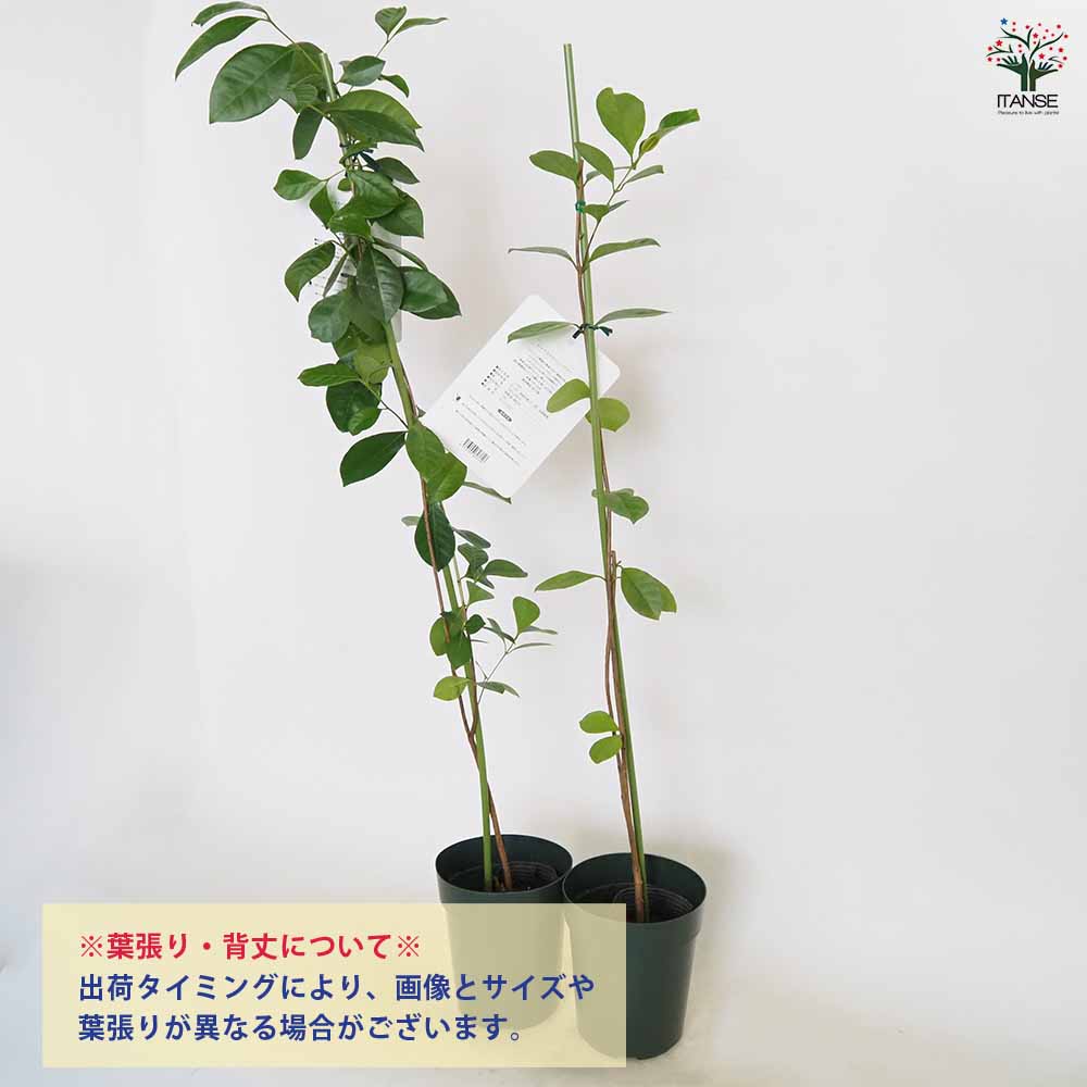 グアバの苗木 レッドストロベリー 【果樹の苗 4号／1個売り