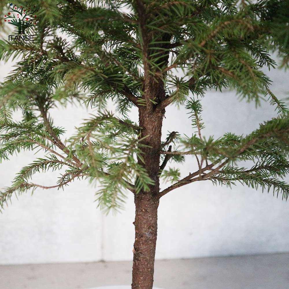 ピセア・グレニー (アカエゾマツ)【庭木 8号 大苗 庭園樹木／1個売り】