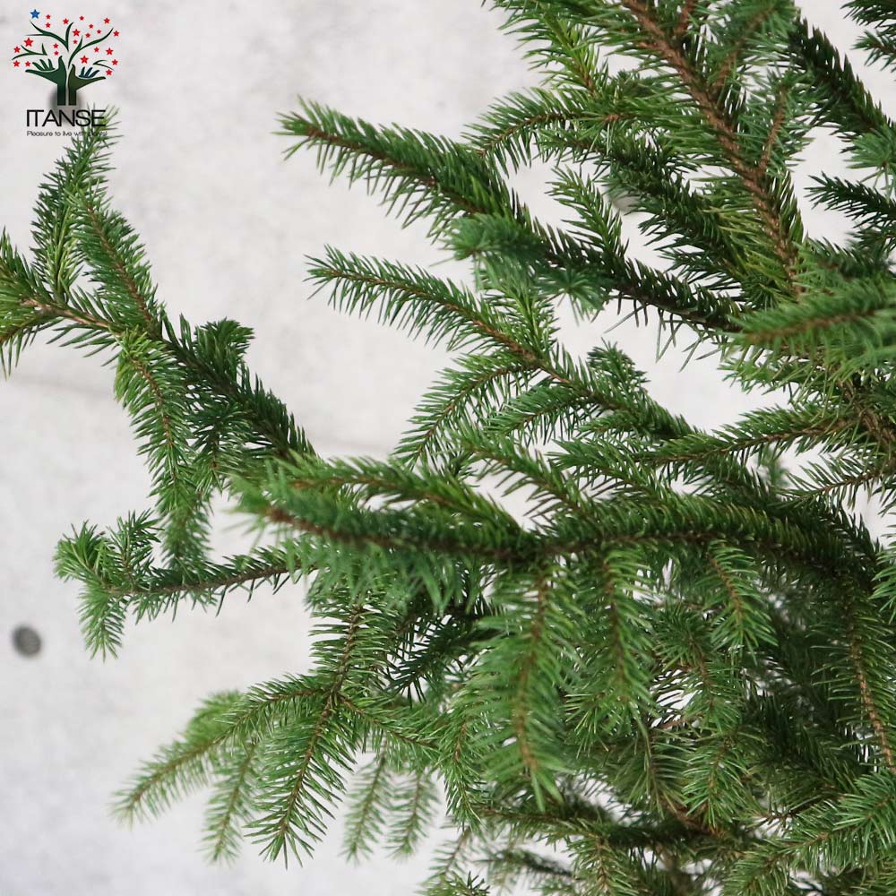 ピセア・グレニー (アカエゾマツ)【庭木 8号 大苗 庭園樹木／1個売り】