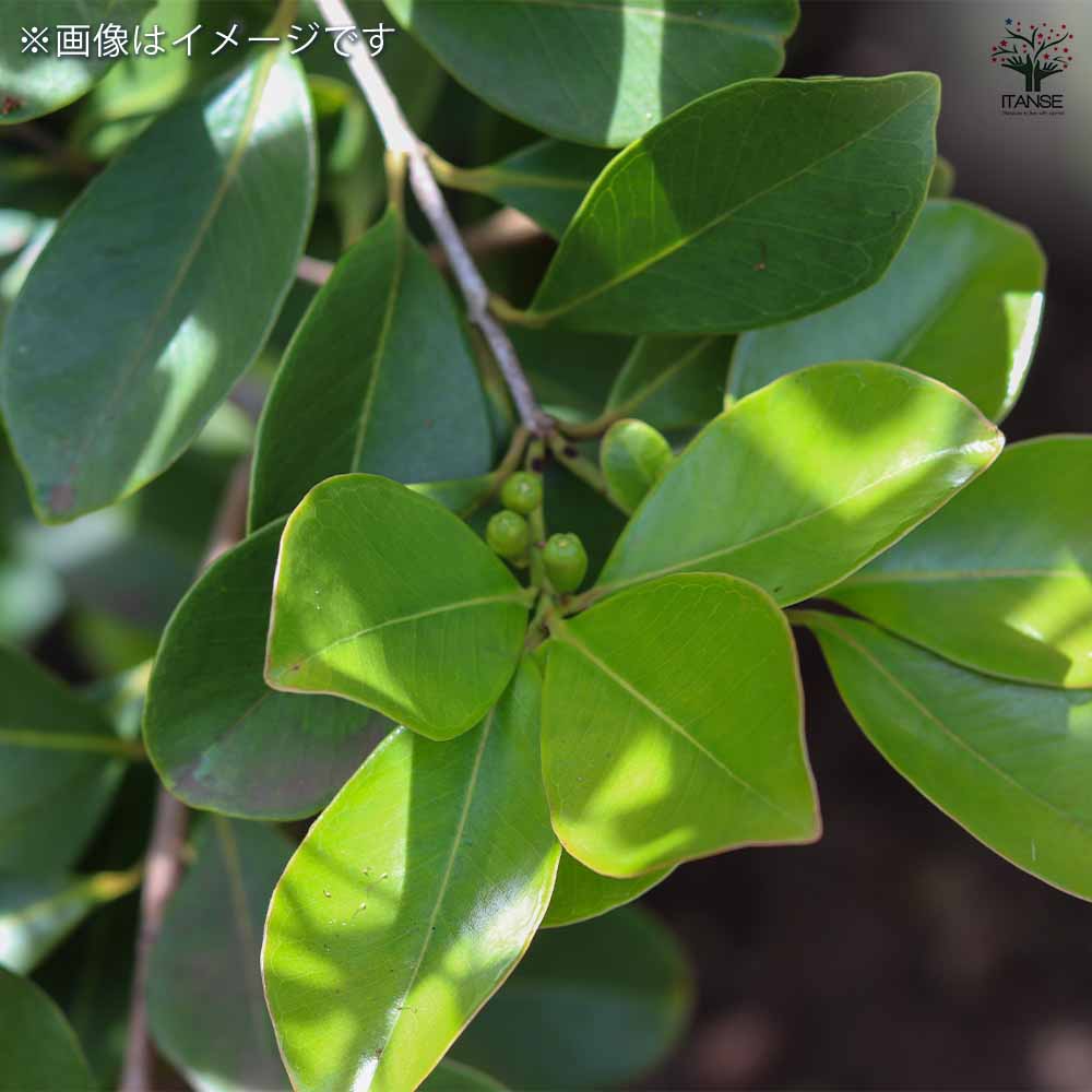 グアバの苗木 レッドストロベリー 【果樹の苗 4号／1個売り】｜ 【植物