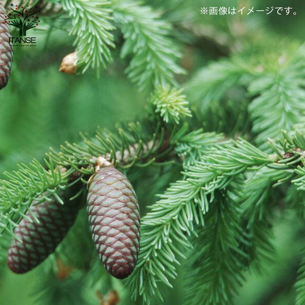 ピセア・グレニー (アカエゾマツ)【庭木 8号 大苗 庭園樹木／1個売り】