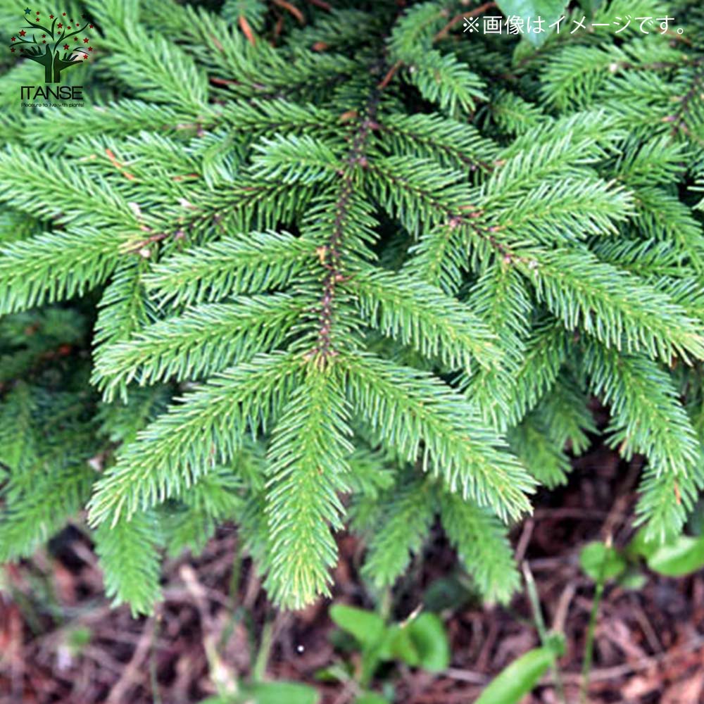 ピセア・グレニー (アカエゾマツ)【庭木 8号 大苗 庭園樹木／1個売り】