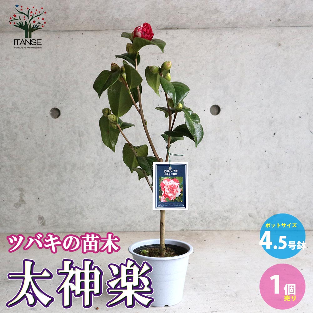 松&椿です。 TSUBAKI Power Transmission Products Information Site Top page