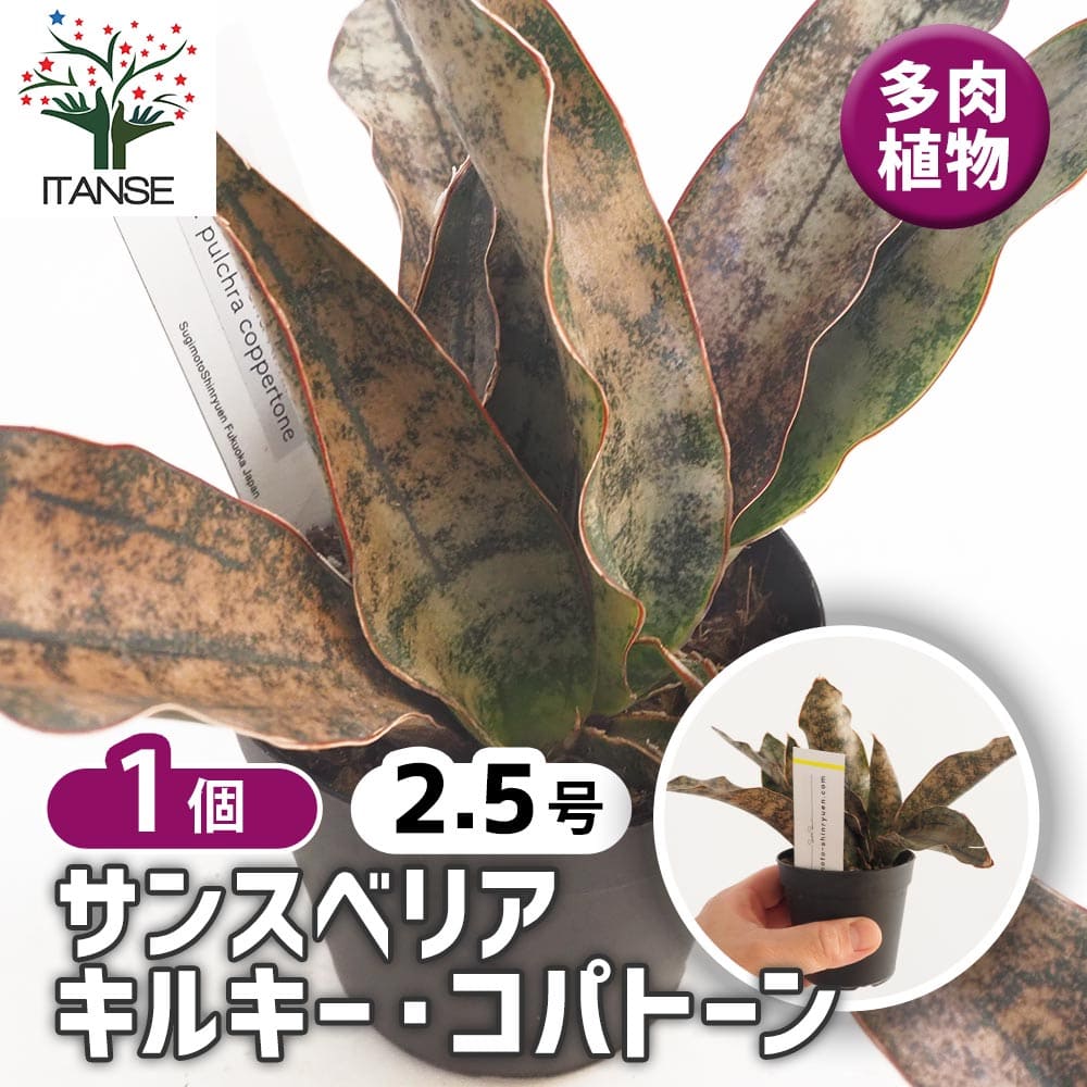 サンスベリア キルキー コパトーン 【多肉植物 2.5号／1個売り