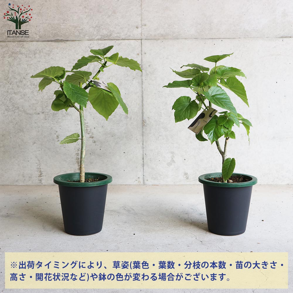 フィカス ウンベラータ ゴムの木の仲間【観葉植物 5号鉢／1個