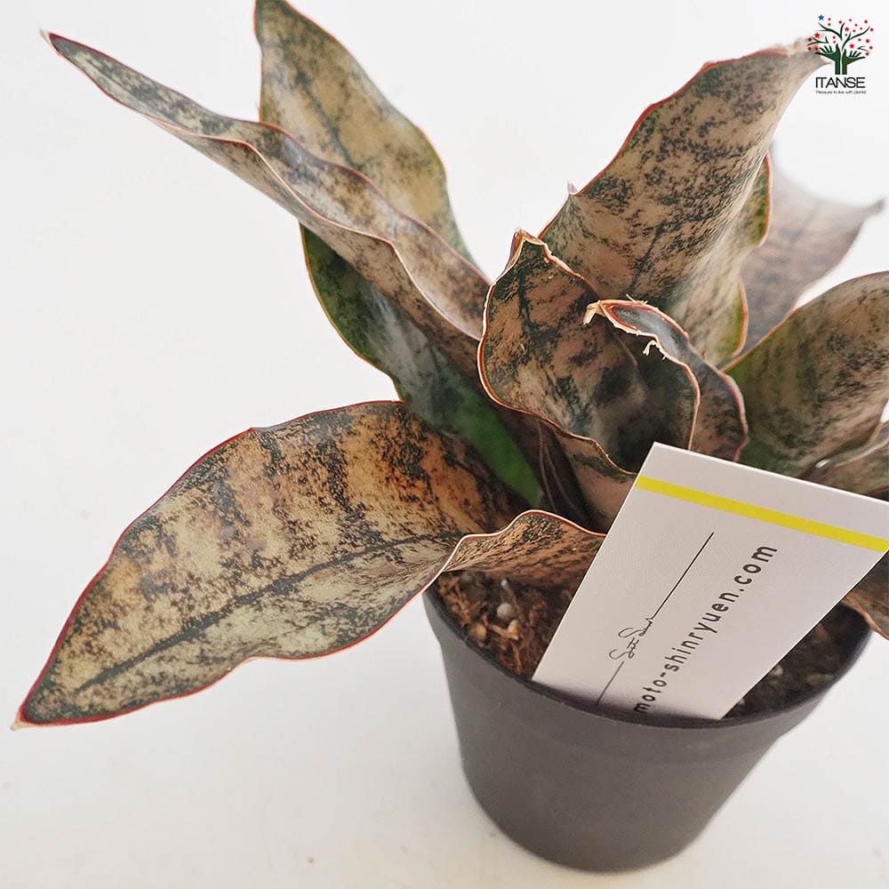サンスベリア　キルキー　コパトーン Sansevieria kirkii var. pulchra Coppertone サンスベ