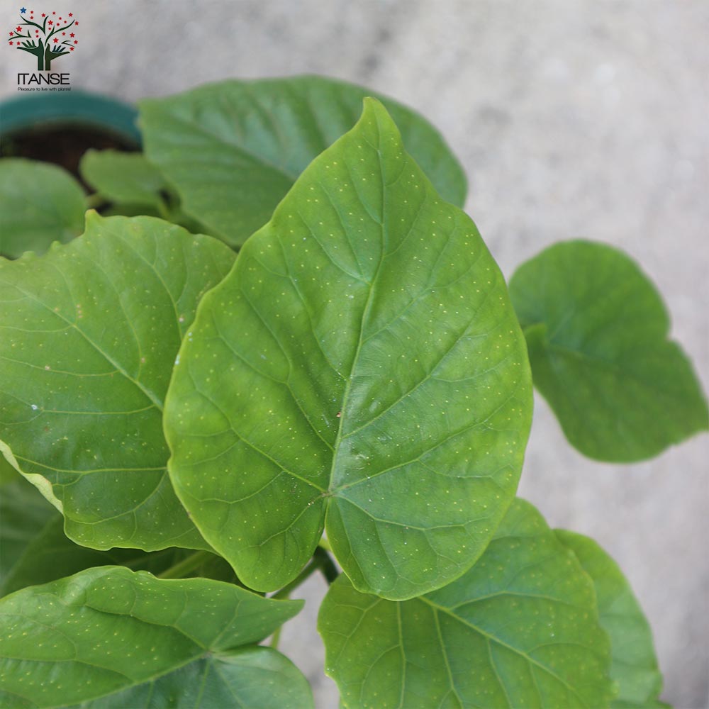 フィカス ウンベラータ ゴムの木の仲間【観葉植物 5号鉢／1個売り