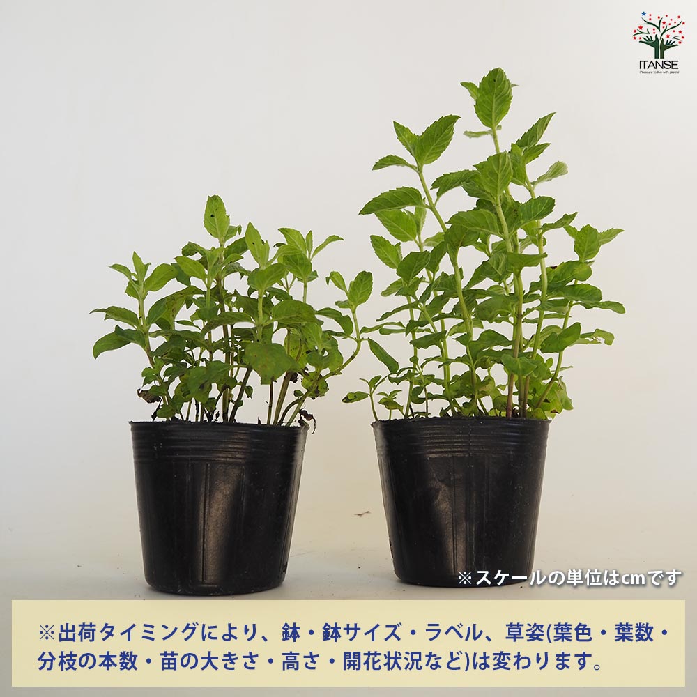 ニホンハッカ りょくび 【ハーブの苗 3号】