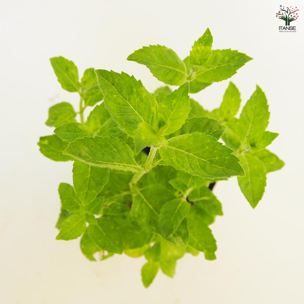 ニホンハッカ りょくび 【ハーブの苗 3号】