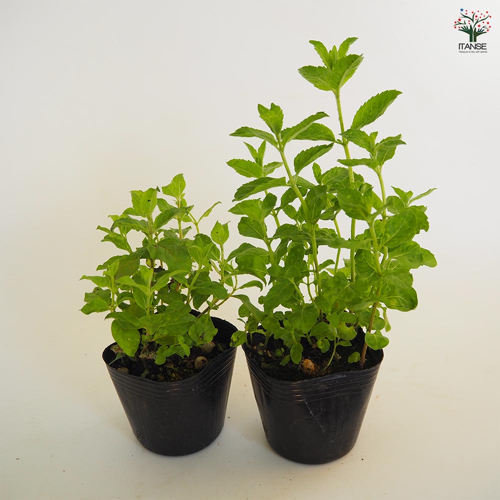 ニホンハッカ りょくび 【ハーブの苗 3号】