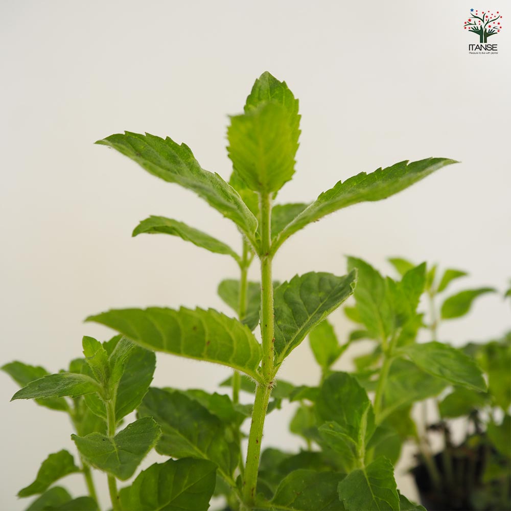 ニホンハッカ りょくび 【ハーブの苗 3号】