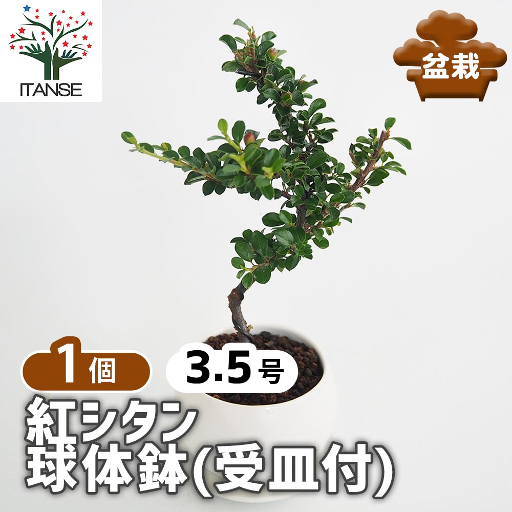 紅シタン 球体鉢(受皿付) 【盆栽 3.5号／1個売り】｜ 【植物の